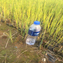 河南香蒲种植地销售 香蒲生长绿化植物 耐观赏 公园水塘绿化香蒲价格 江瑞园艺