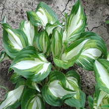 北京花叶玉簪景观绿化常用 花叶玉簪成品苗基地 花叶玉簪路旁种植 欢迎来电咨询