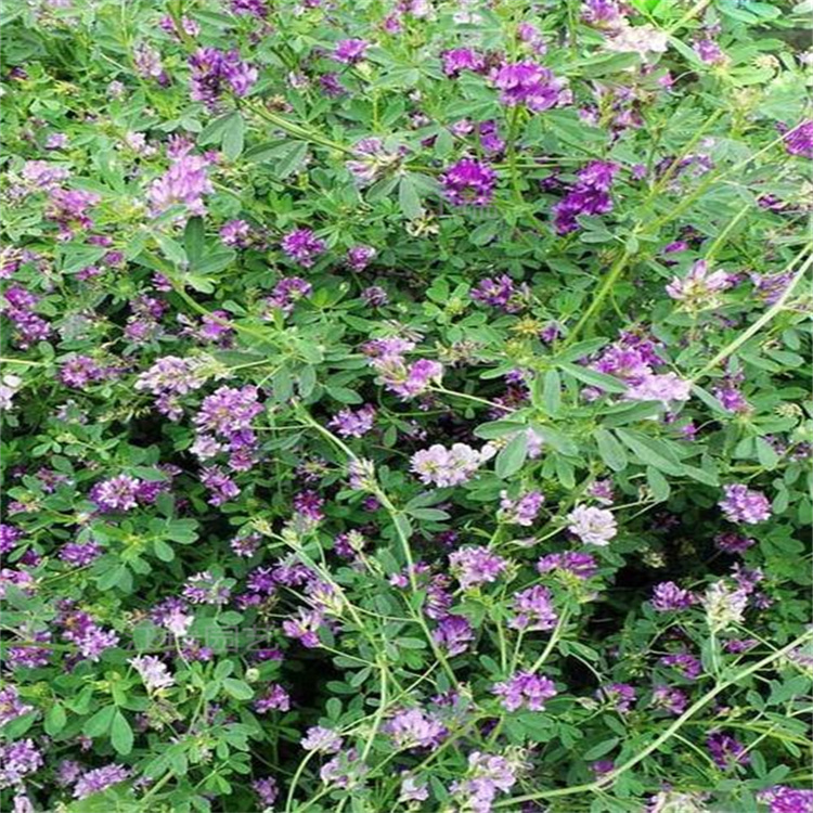 山东紫花苜蓿产地价格 紫花苜蓿绿化常用花卉 紫花苜蓿适应能力强 江瑞