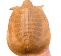 安徽1斤-5斤大甲鱼批发 基地直销 甲鱼苗批发活甲鱼甲鱼批发价格 欢迎咨询