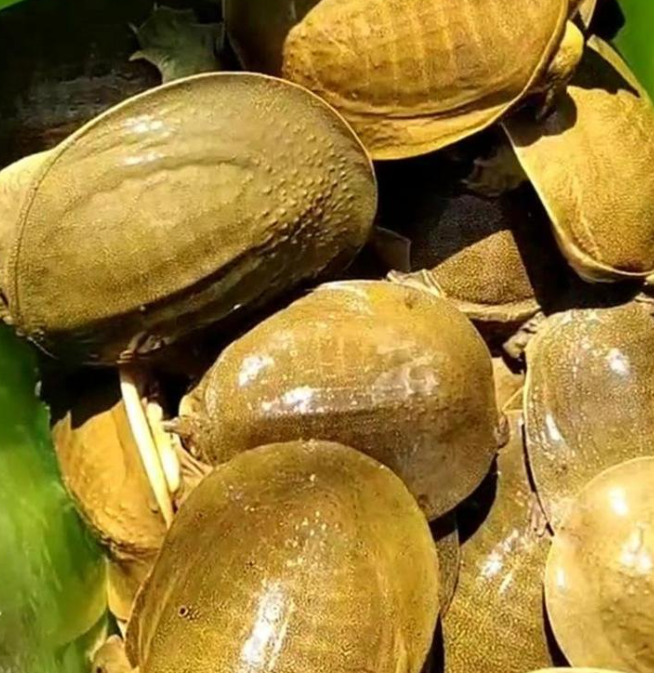 外塘大甲鱼食用鱼苗包邮养殖中华鳖活苗活物王八龟团水鱼淡水鲜活 包活包邮