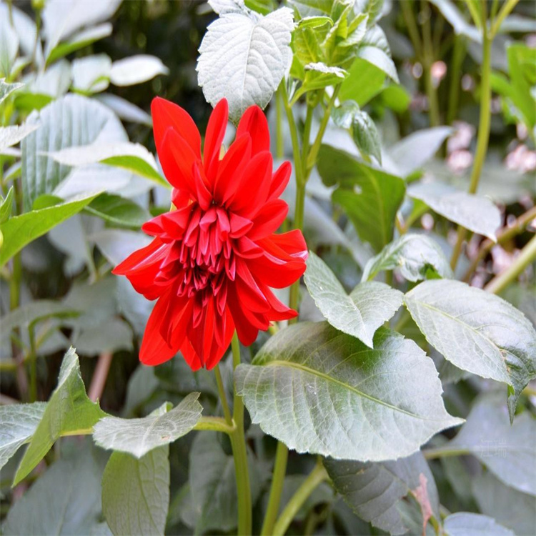 河南大丽花种植地销售 大丽花花园种植花卉 大丽花欢迎询价江瑞园艺
