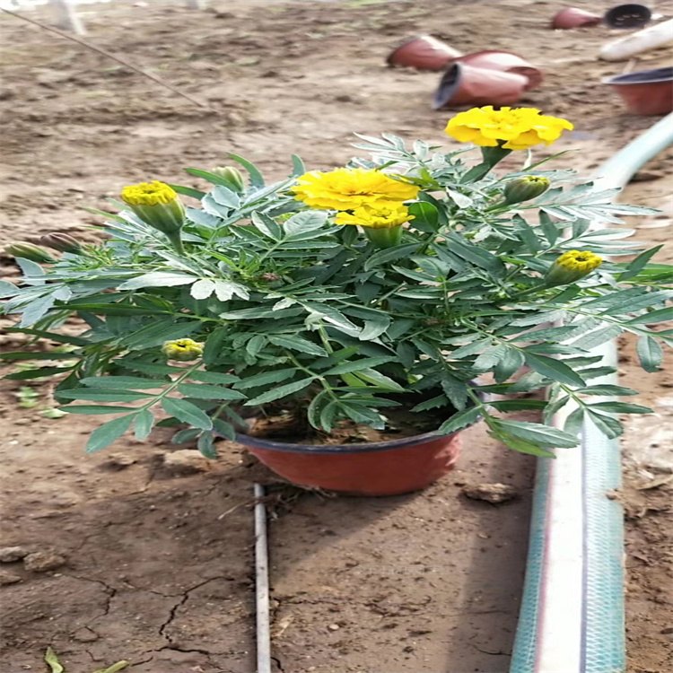 绿化工程常用花卉孔雀草 孔雀草生长旺盛 易打理 江瑞园艺孔雀草批发基地