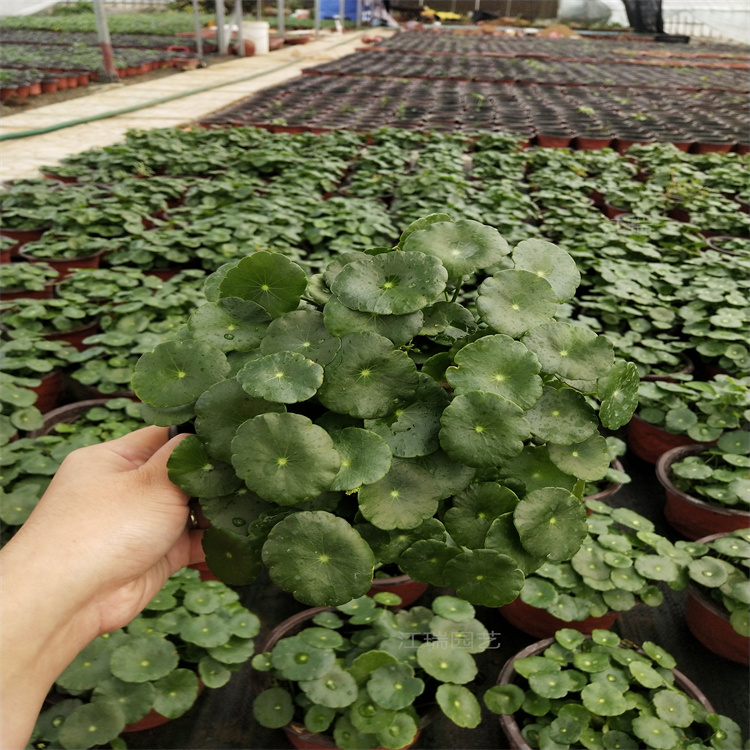 河南铜钱草种植地销售 铜钱草大量上市 铜钱草品质优良 水池绿化铜钱草 江瑞