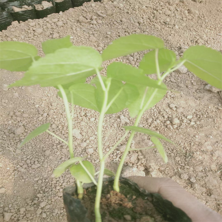 湖北大花秋葵产地 大花秋葵花园种植花卉 大花秋葵成品苗批发 江瑞园艺