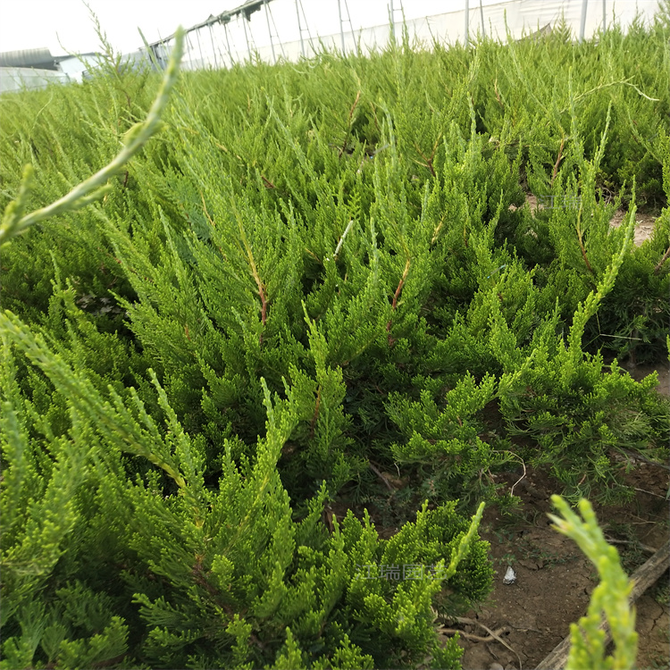 河南小龙柏种植地销售 小龙柏规格齐全 耐干旱 小龙柏绿化效果好 江瑞