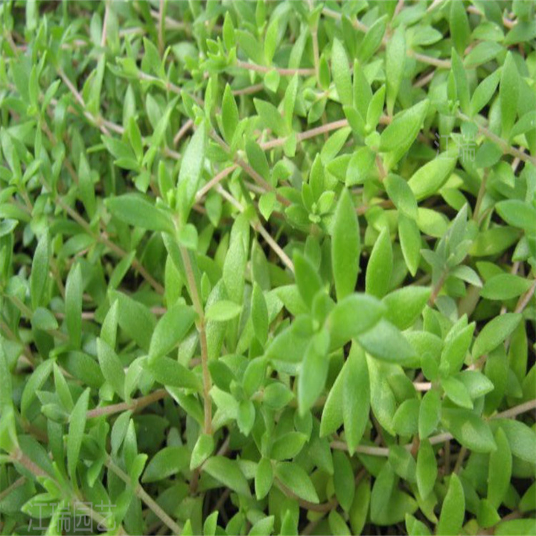 垂盆草景观效果美丽 垂盆草屋顶绿化 垂盆草花坛种植 欢迎选购