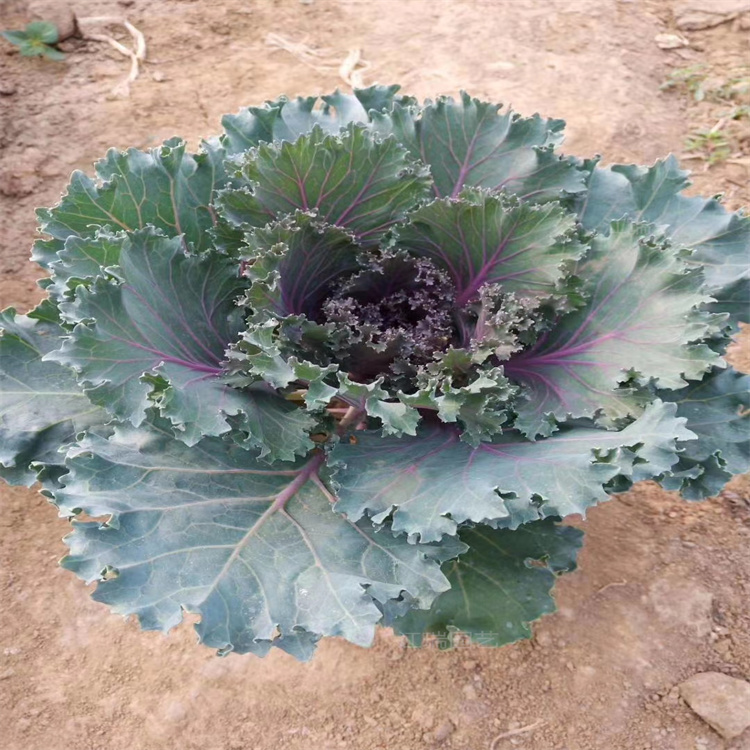 山东羽衣甘蓝大量上市 羽衣甘蓝耐寒花卉 羽衣甘蓝花园种植 江瑞一手货源