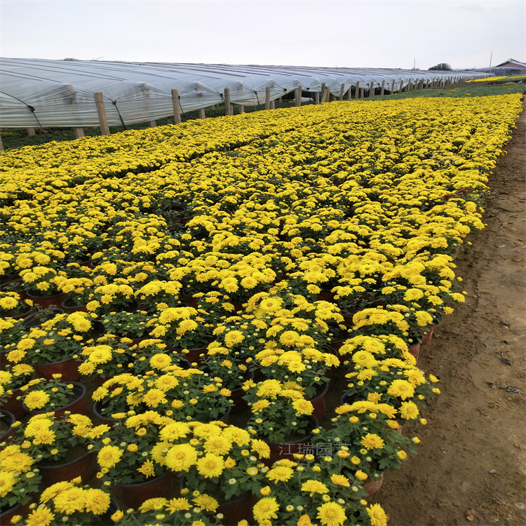国庆菊花海种植花卉 国庆菊花径种植花卉 花期长 国庆菊规格齐全 江瑞园艺