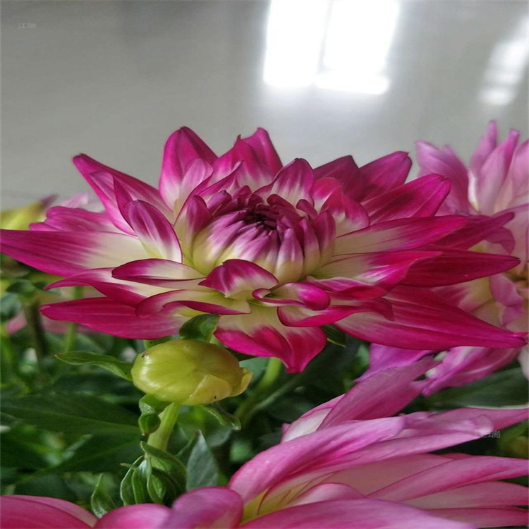山东大丽花花径种植花卉 大丽花室外庭院丛植花卉 大丽花产地价格 江瑞园艺