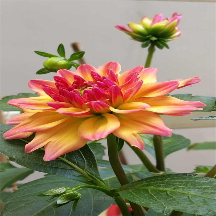 山东小丽花种植地销售 小丽花花园种植花卉 小丽花盆栽观赏花卉 江瑞