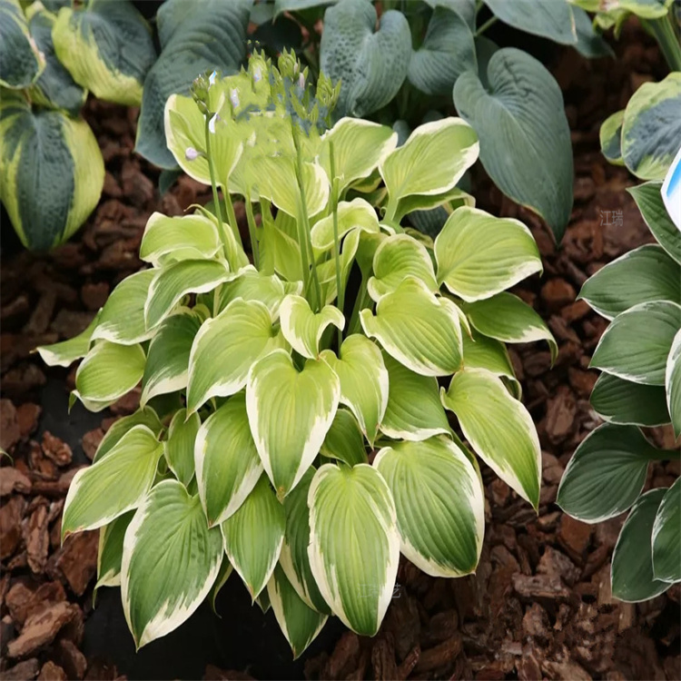 花叶玉簪花园种植花卉 花叶玉簪营养杯苗成活高 花叶玉簪叶色优美 耐观赏 欢迎咨询