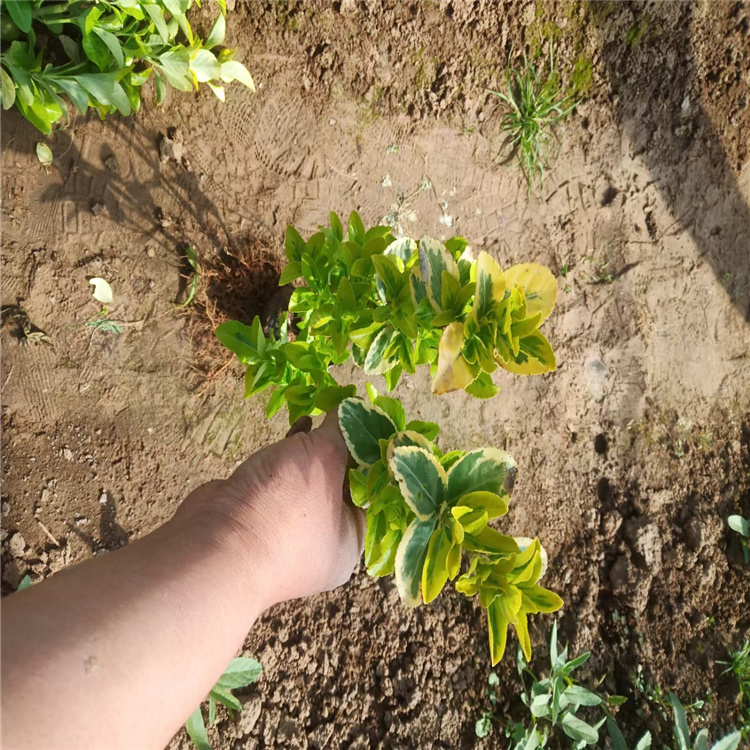 河南金边黄杨公路绿化 金边冬青花坛种植 金边黄杨树形好 欢迎选购