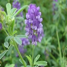山东紫花苜蓿批发基地 紫花苜蓿护坡绿化 紫花苜蓿现货上车价 夏杰花卉