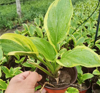 河南金边玉簪花境观赏花卉 金边玉簪路旁绿化 金边玉簪基地批发 夏杰花卉
