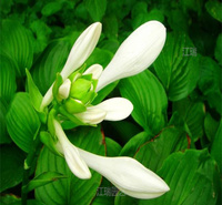 山东白玉簪种植地 玉簪景观效果美丽 玉簪路旁种植 白玉簪大量批发 夏杰花卉