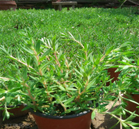 河南垂盆草种植地 垂盆草室外庭院种植 垂盆草绿化效果好 欢迎致电咨询