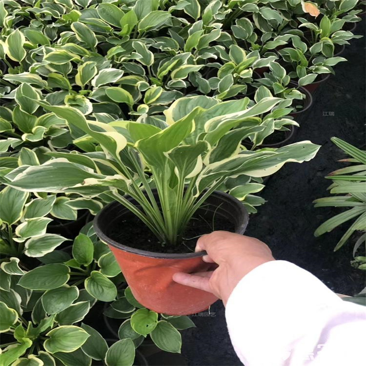 金边玉簪花园种植花卉 金边玉簪景区常用种植花卉 金边玉簪货源充足 欢迎咨询