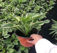 金边玉簪花园种植花卉 金边玉簪景区常用种植花卉 金边玉簪货源充足 欢迎咨询