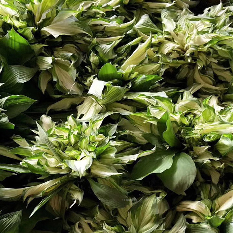 河南花叶玉簪种植地销售 花叶玉簪植株粗壮 花叶玉簪大量批发 欢迎选购
