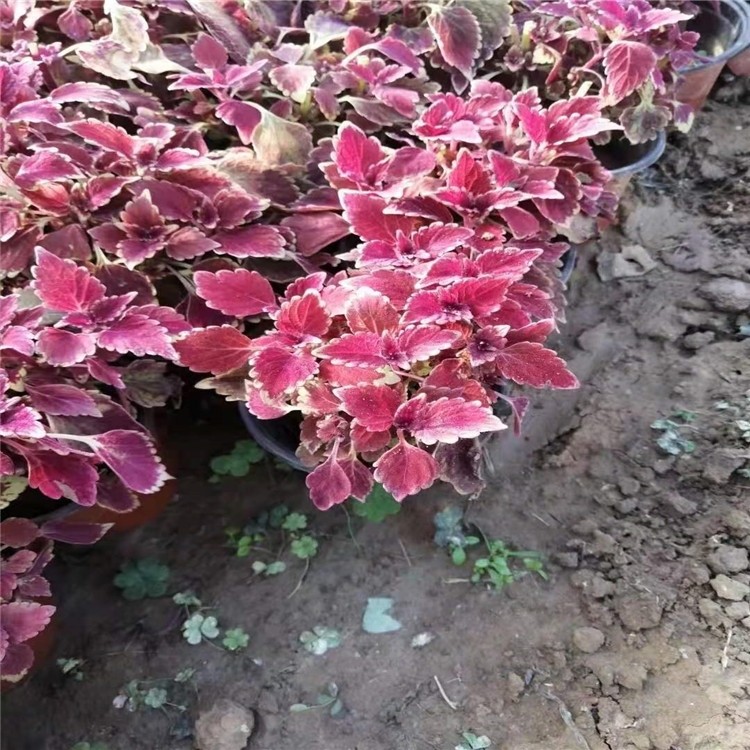 彩叶草报价 十月一租摆花卉彩叶草 产地直供价格好