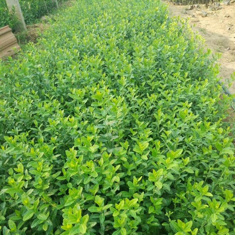 青州扶芳藤杯苗价格 扶芳藤营养杯报价 扶芳藤批发供应