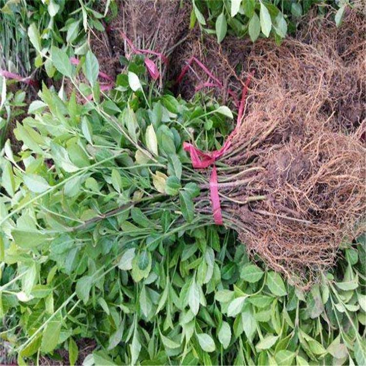 青州扶芳藤杯苗价格 扶芳藤批发供应基地 扶芳藤小苗批发基地