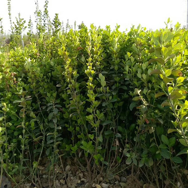 扶芳藤 扶芳藤苗商供应 扶芳藤苗批发生产基地