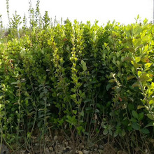 扶芳藤 扶芳藤苗商供应 扶芳藤苗批发生产基地