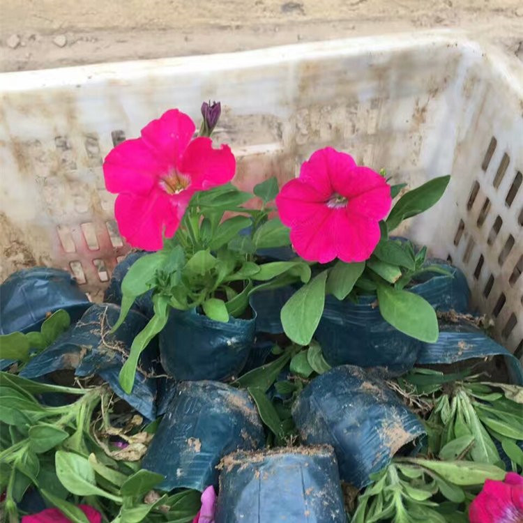 青州矮牵牛杯苗价格 矮牵牛供应基地 矮牵牛小苗批发基地