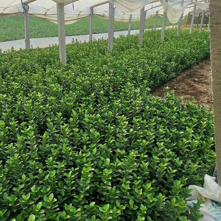 扶芳藤 扶芳藤供应基地 扶芳藤穴盘苗供应