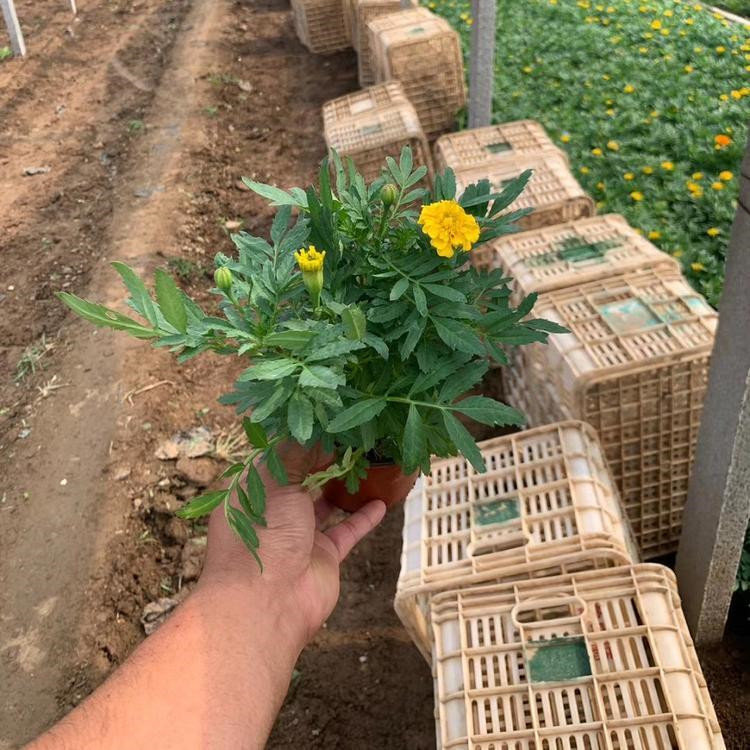 孔雀草 孔雀草供应基地 孔雀草批发供应