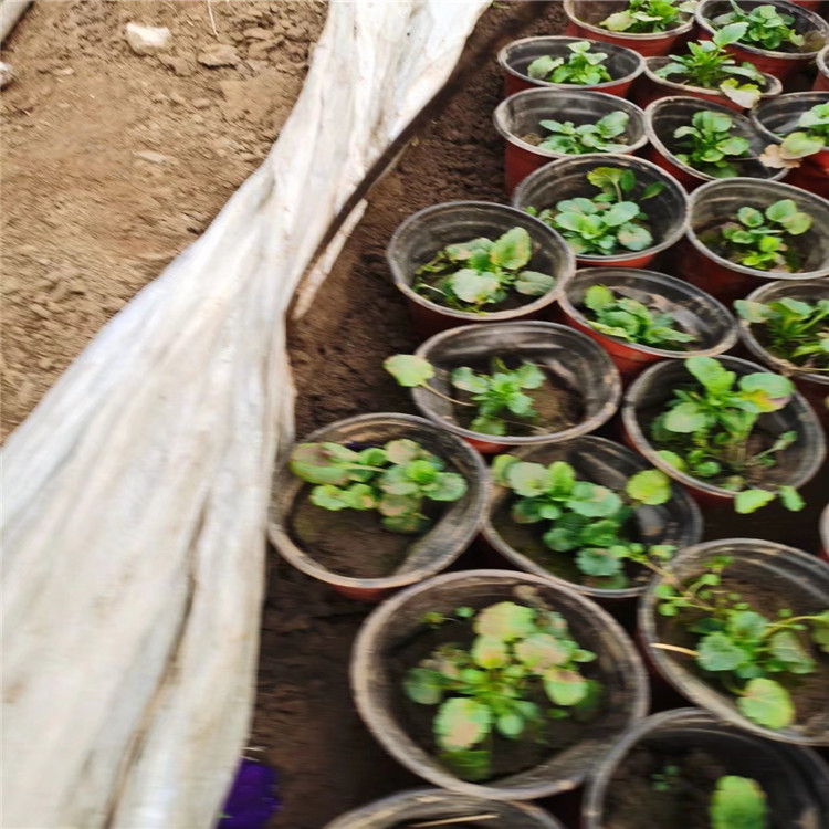 三色堇苗批发种植基地 山东三色堇批发 江苏三色堇培育基地