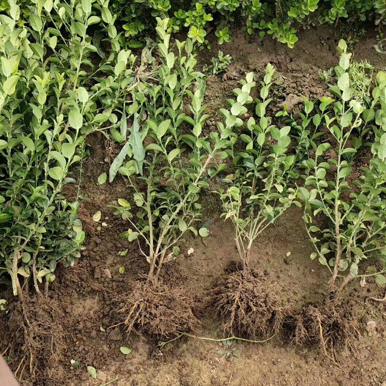 天津扶芳藤生产基地 扶芳藤批发供应基地 扶芳藤小苗批发基地