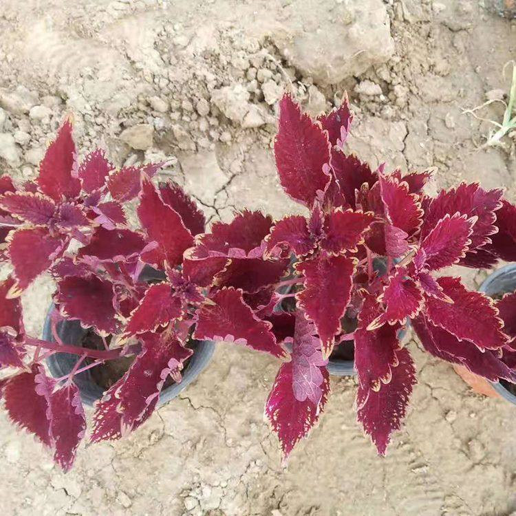 彩叶草 彩叶草种植基地 彩叶草小苗价格