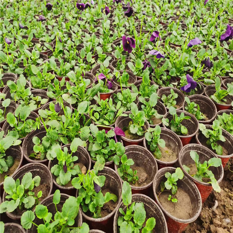 三色堇苗批发种植基地 唐山三色堇批发供应 三色堇幼苗价格