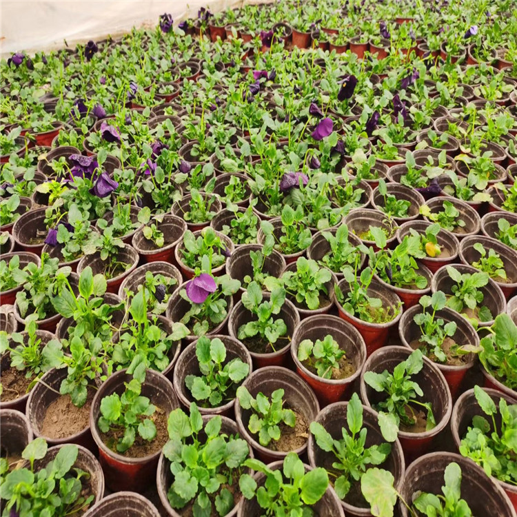 三色堇种植基地批发 陕西三色堇批发厂家 江苏三色堇培育基地