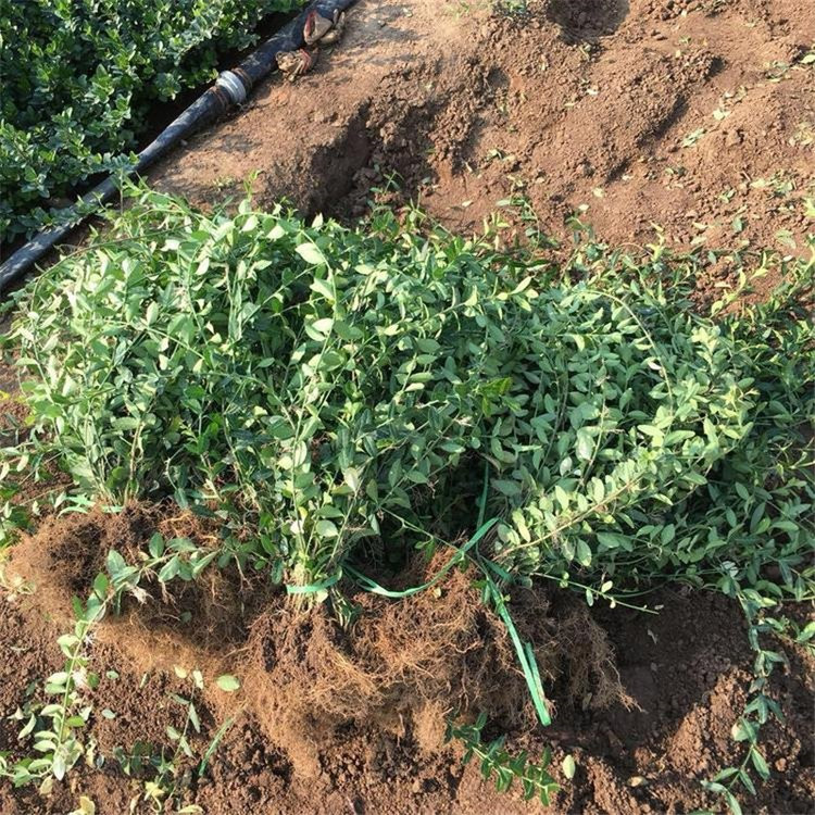 扶芳藤 扶芳藤小苗批发 扶芳藤小苗批发基地