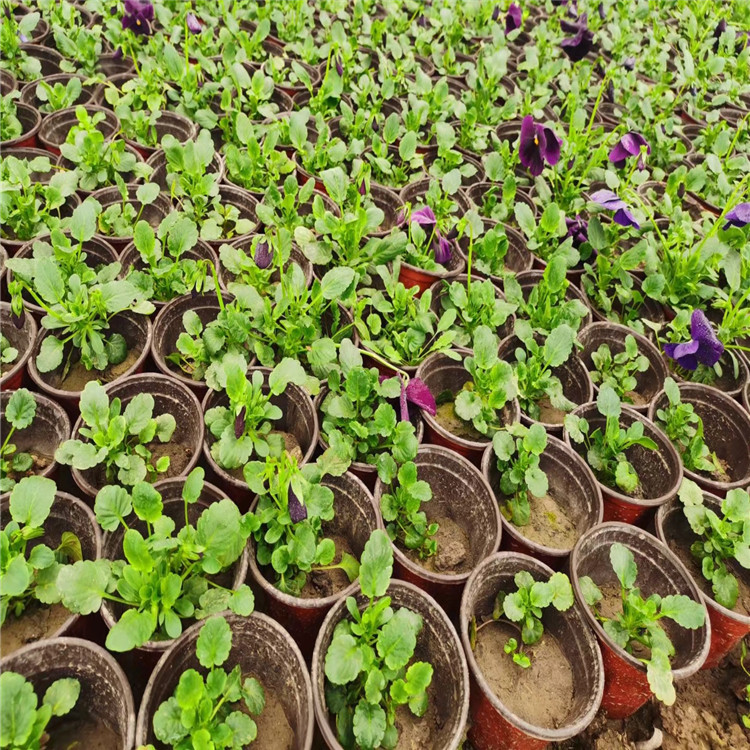 三色堇苗批发种植基地 西安三色堇供应基地 青州三色堇供应基地