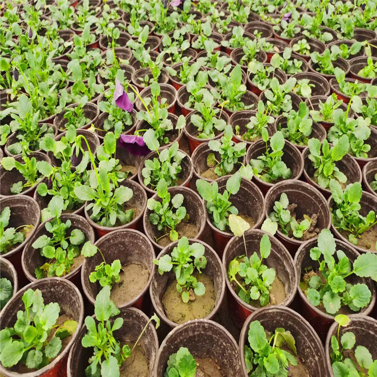 三色堇苗批发种植基地 唐山三色堇批发供应 青州三色堇供应基地