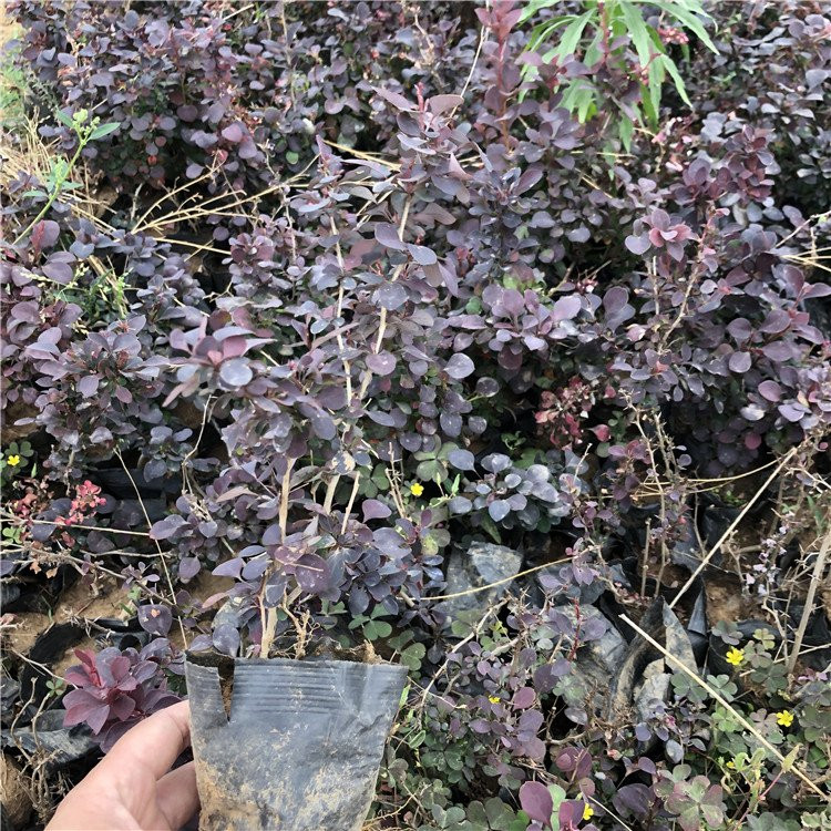 红叶小檗苗基地 红叶小檗幼苗批发 红叶小檗杯苗
