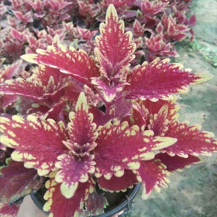 彩叶草培育基地 多色系观赏彩叶草盆栽 色泽多样观赏性好
