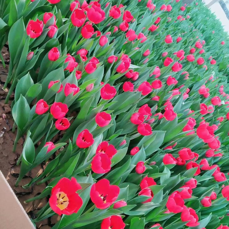 郁金香花苗哪里有 郁金香花苗 沧州郁金香杯苗