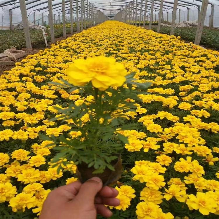 天津孔雀草生产基地 孔雀草营养杯报价 孔雀草穴盘苗供应