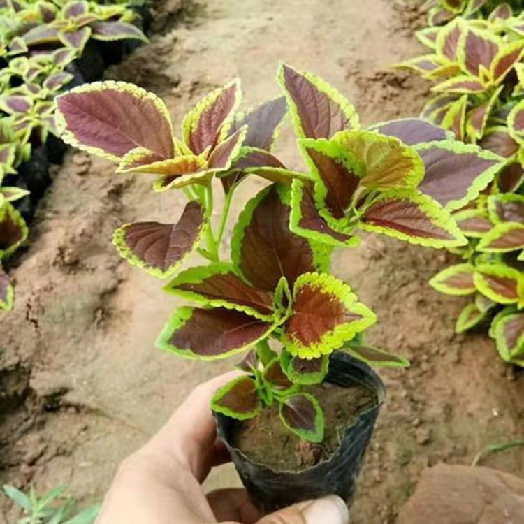 彩叶草供应商 花坛租摆彩叶草 色泽多样观赏性好