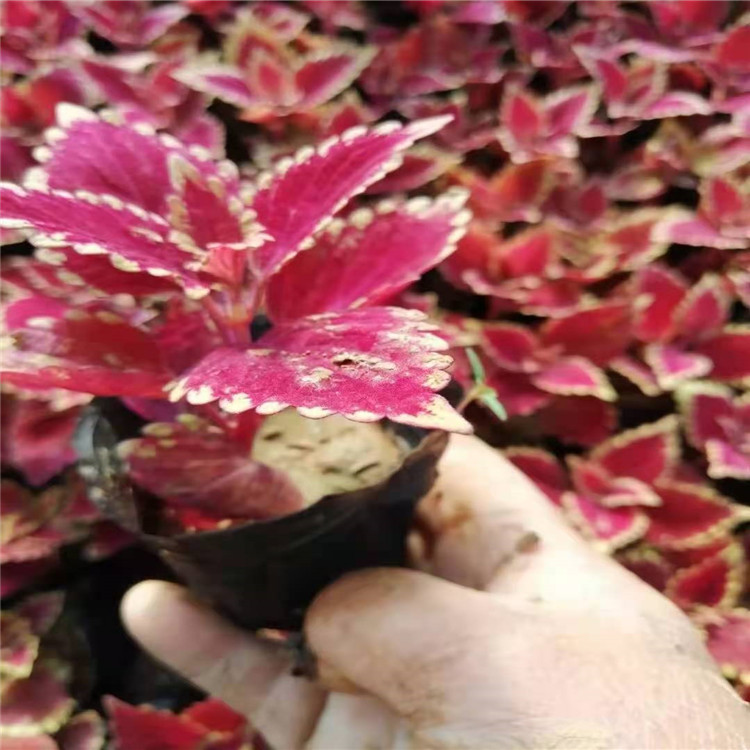 彩叶草小苗 花坛租摆彩叶草 色系丰富观赏性好