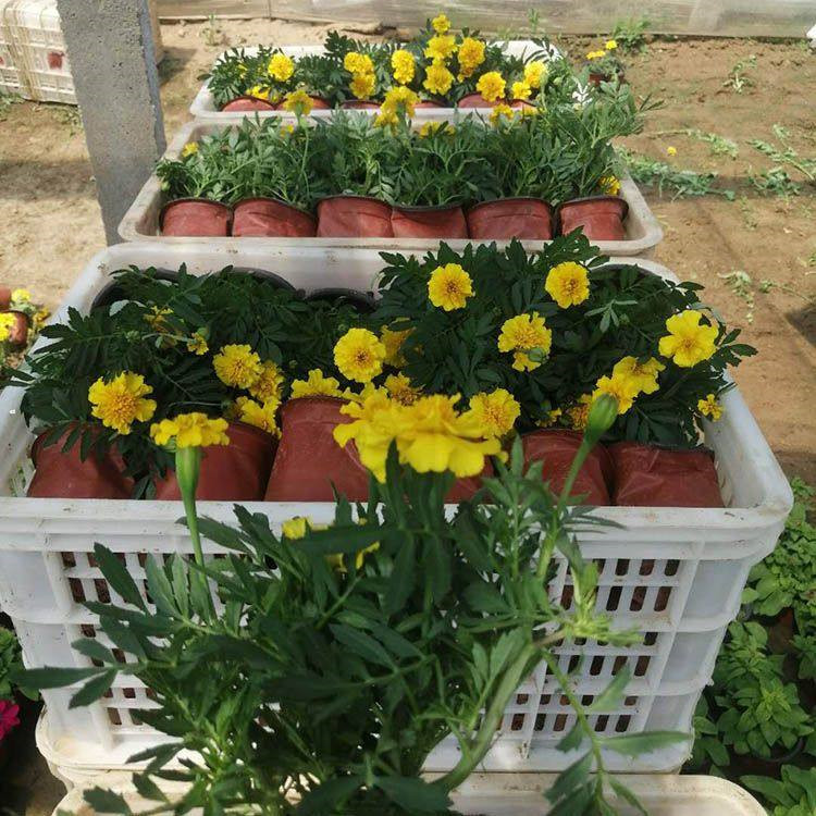 天津孔雀草生产基地 孔雀草营养杯报价 孔雀草小苗批发基地