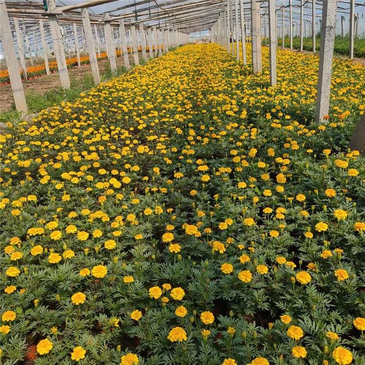 山东孔雀草供应基地 孔雀草营养杯报价 孔雀草小苗批发基地