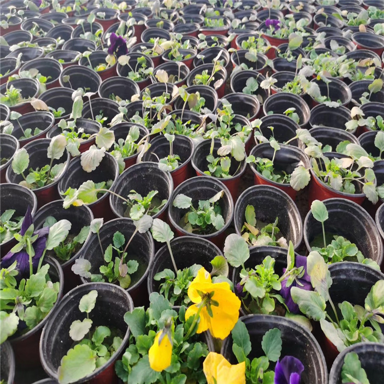 三色堇种植基地批发 陕西三色堇批发厂家 质优价廉的三色堇