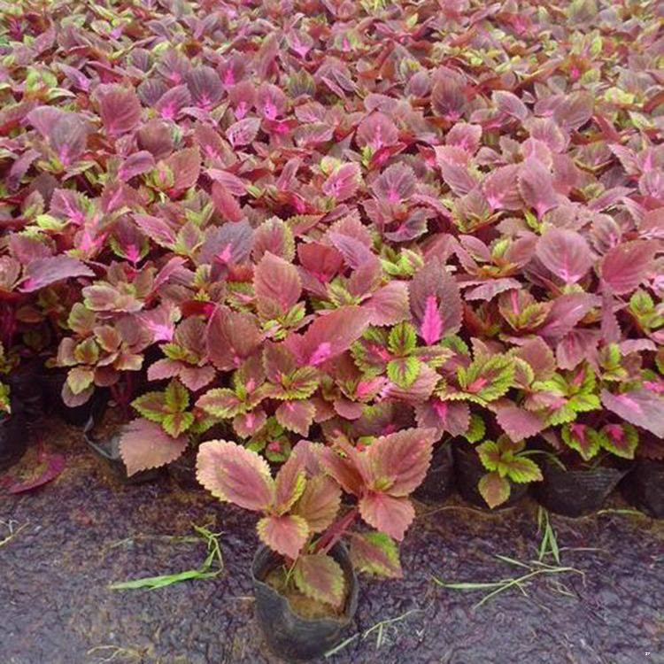 彩叶草报价 观叶植物彩叶草 色系丰富观赏性好